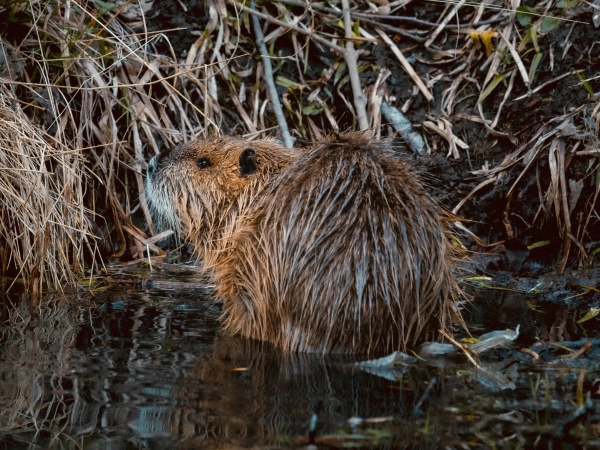 Waarnemingen Nationaal Park De Biesbosch