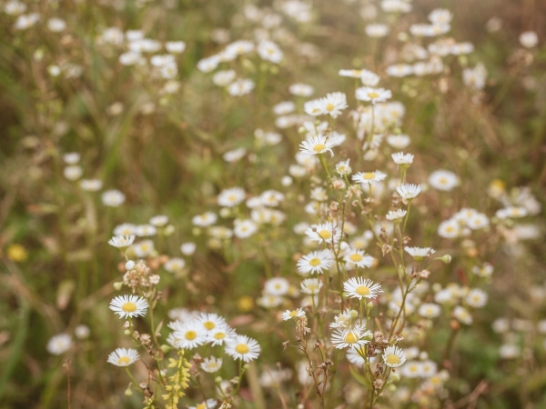 Korte indruk van de planten in De Biesbosch