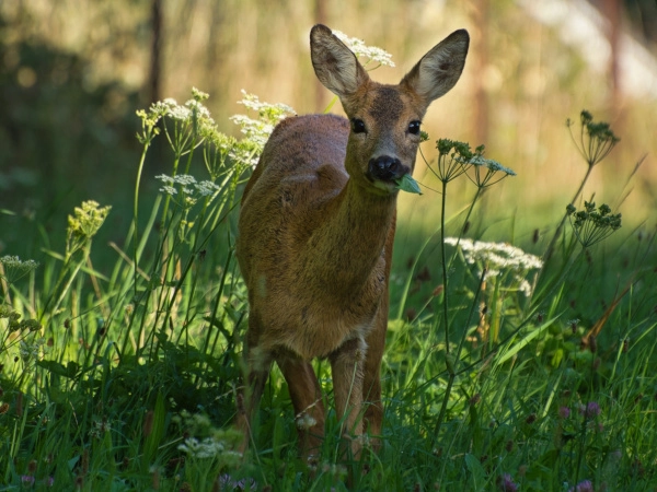 Dieren in de Brabantse Biesbosch